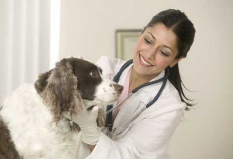 Veterinarian Examining Dog